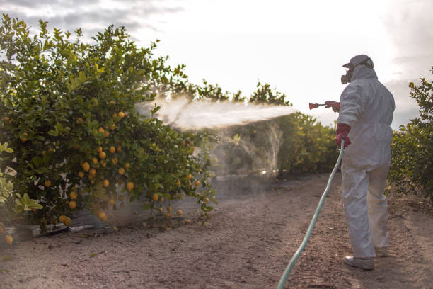 Best Bed Bug Extermination  in Lavon, TX