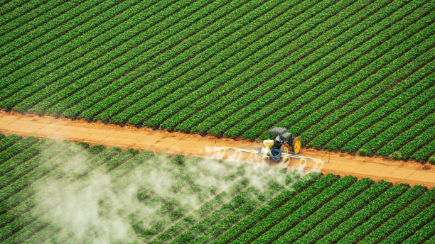 Best Local Pest Control Services  in Lavon, TX