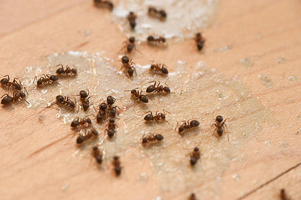 Best Best Pest Control Companies  in Lavon, TX